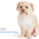 Image for article titled Amazon's Error Dogs, Ranked